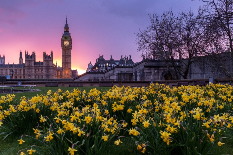 Spring daffodils in parliament square